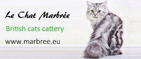 Britské kočky Le Chat Marbrée,CZ